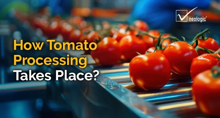 How Tomato Processing Takes Place