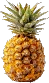 Tropical image
